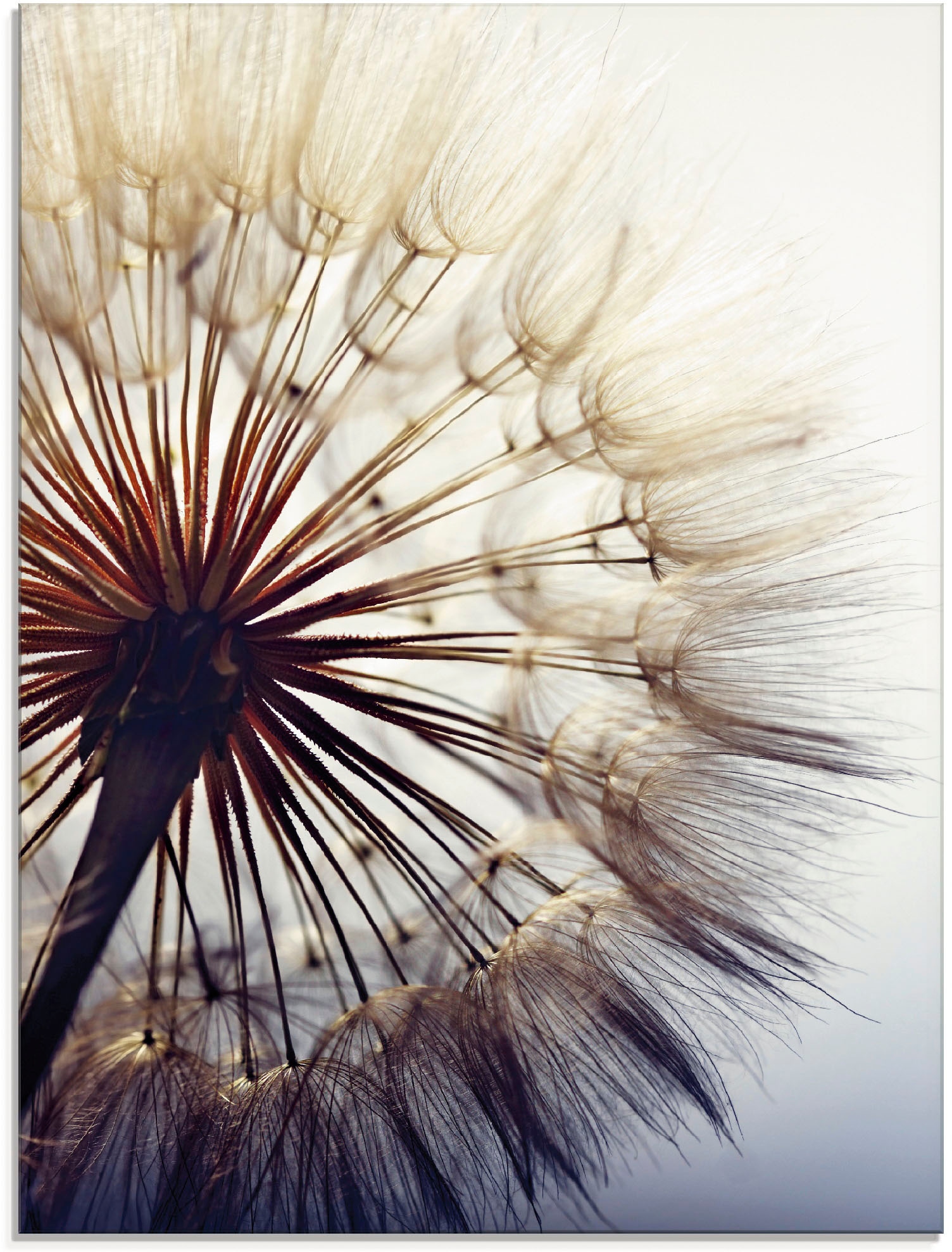 Artland Glasbild »Grosse Pusteblume«, Blumen, (1 St.), in verschiedenen  Grössen online bestellen | Jelmoli-Versand