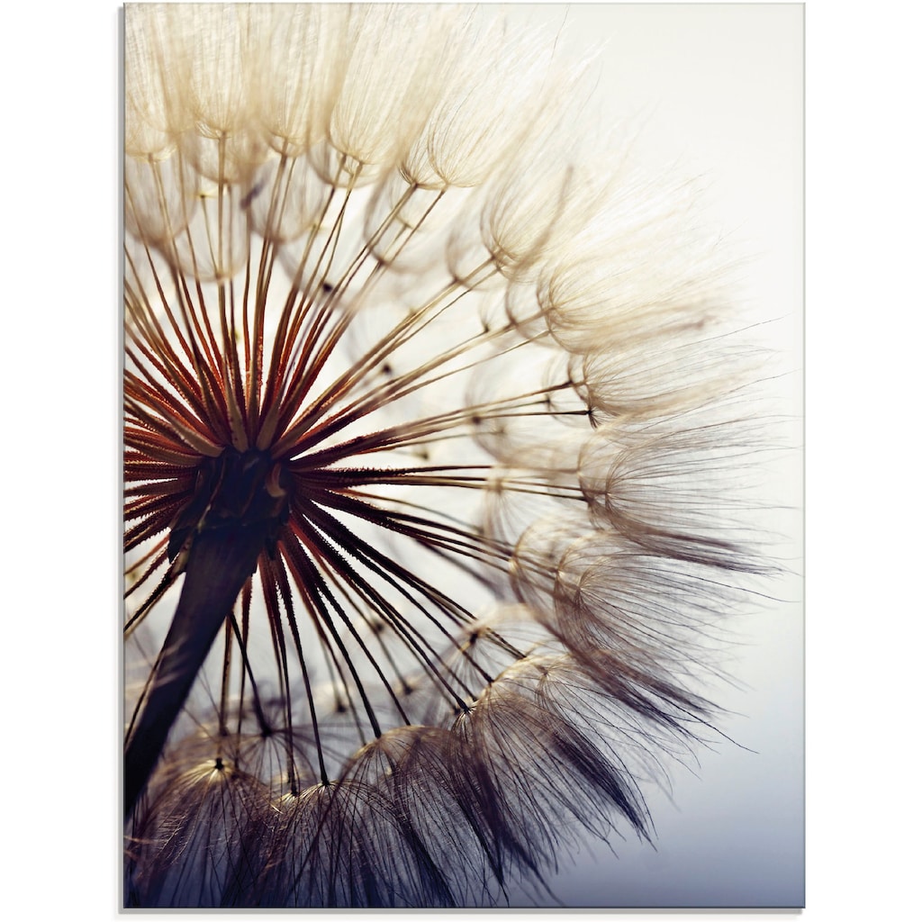 Artland Glasbild »Grosse Pusteblume«, Blumen, (1 St.)