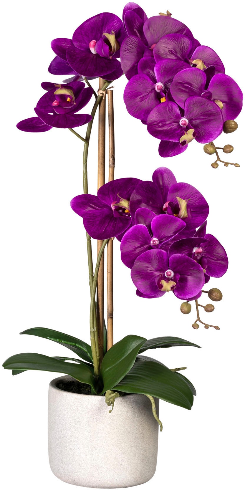 im kaufen Zementtopf Creativ Kunstorchidee »Phalaenopsis«, Jelmoli-Versand green | online