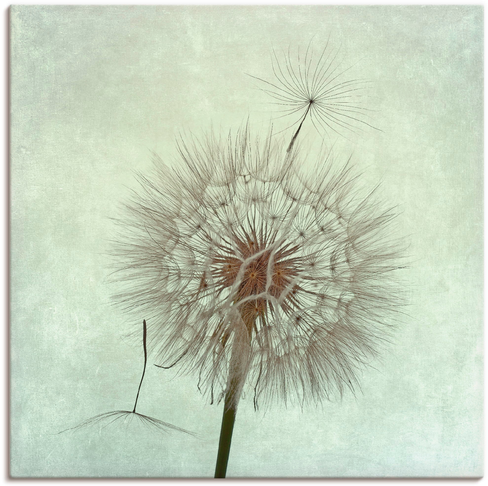 Artland Wandbild »Pusteblume II«, Blumen, (1 St.), als Leinwandbild,  Wandaufkleber oder Poster in versch. Grössen online kaufen | Jelmoli-Versand