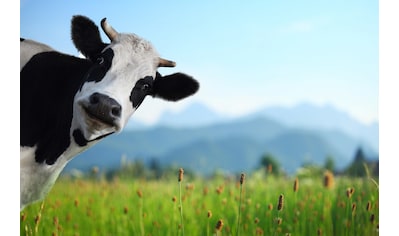 Papermoon Fototapete »Lustige Kuh« kaufen