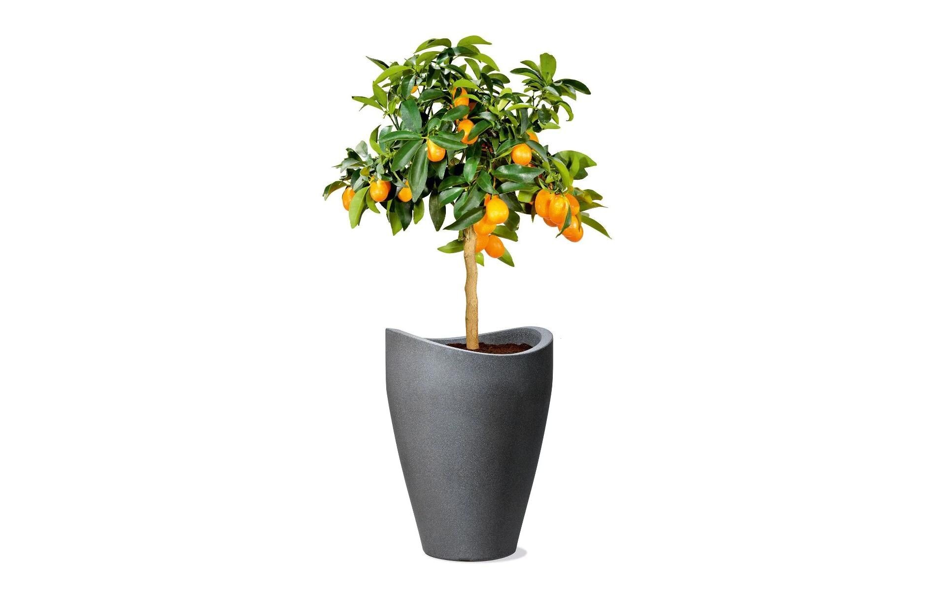 Scheurich Blumentopf »Globe Bowl 40/252 Granit«
