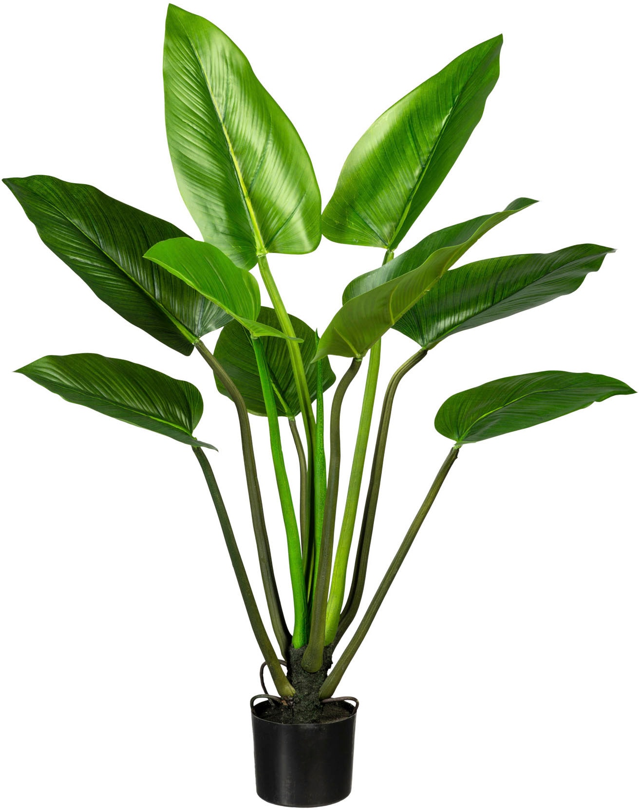 Creativ green Künstliche im »Blattpflanze online Syngonium«, Set Zimmerpflanze 2er Zementtopf, Jelmoli-Versand bestellen 