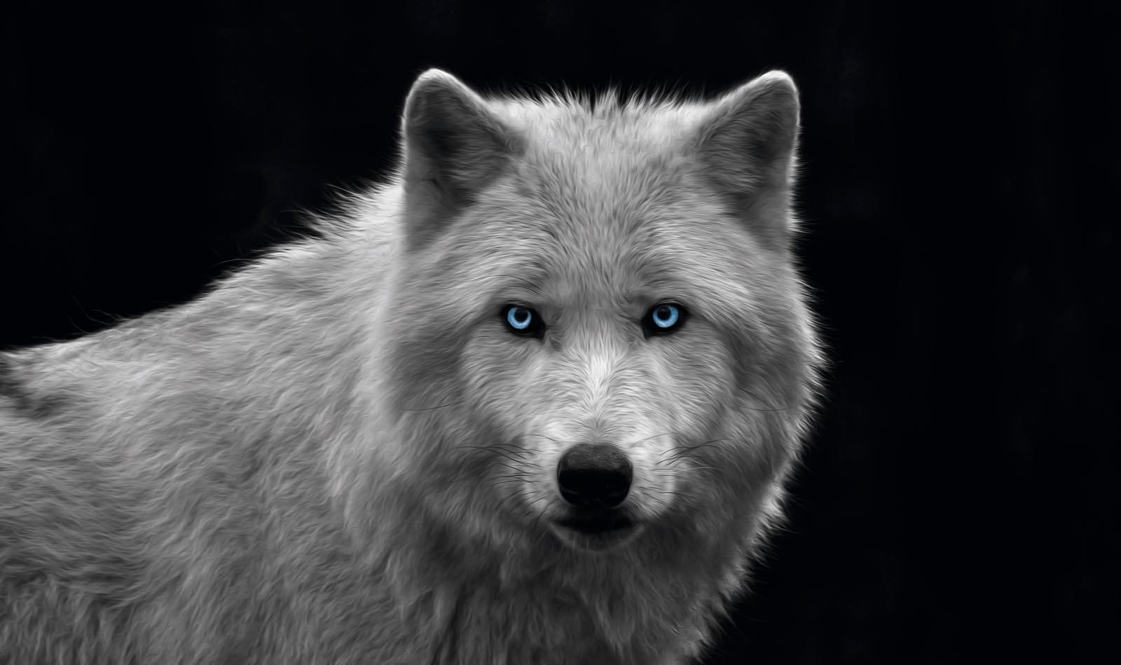 ❤ Reinders! Wandbild »Wolfsauge« im Jelmoli-Online kaufen Shop
