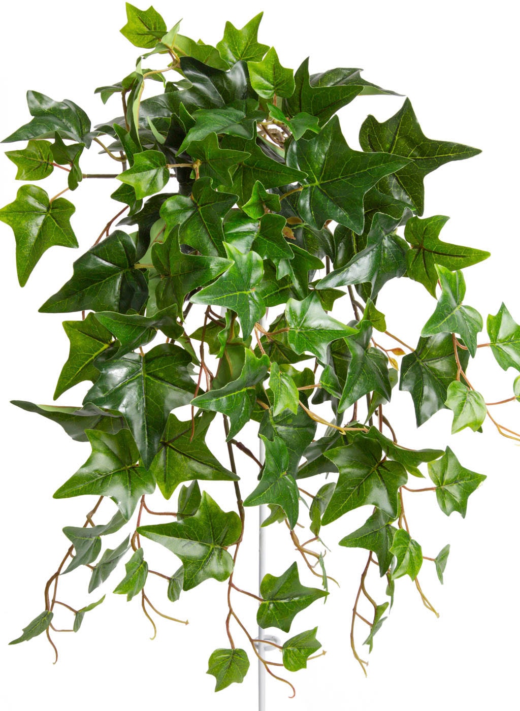 Botanic-Haus Künstliche Zimmerpflanze »Efeu-Hängebusch 10 mit Stielen« Jelmoli-Versand online bestellen 