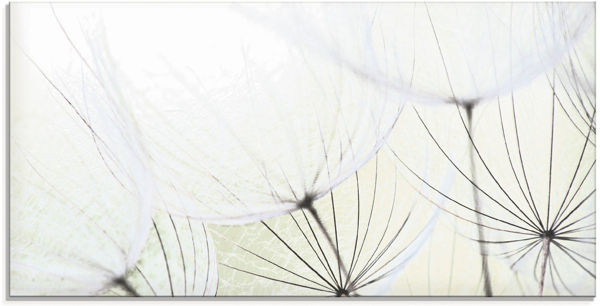 Artland Glasbild »Pusteblumen-Samen aufgehellt«, Blumen, (1 St.), in verschiedenen Grössen