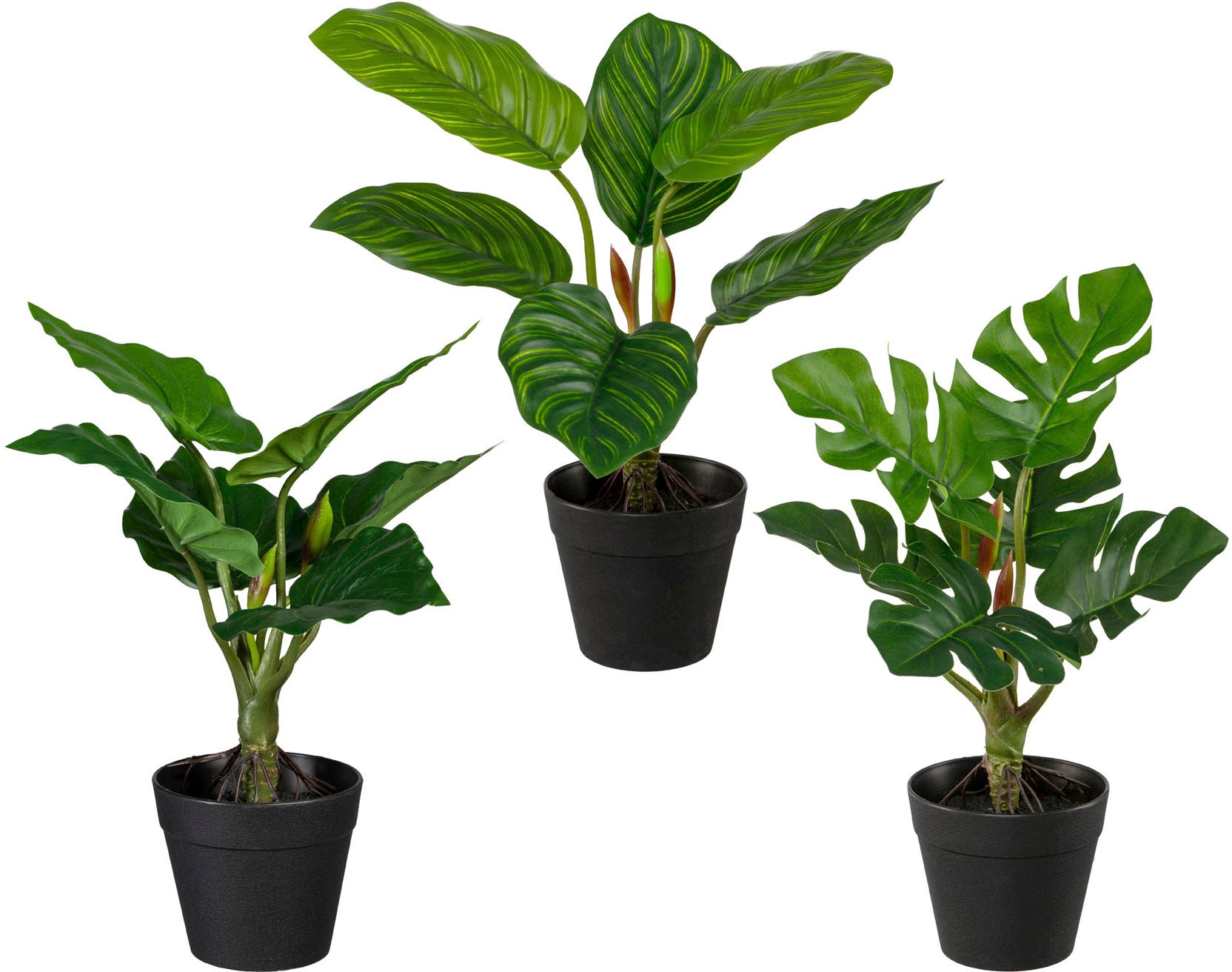 Zimmerpflanze online green »Strelitzia« Künstliche Jelmoli-Versand | Creativ kaufen