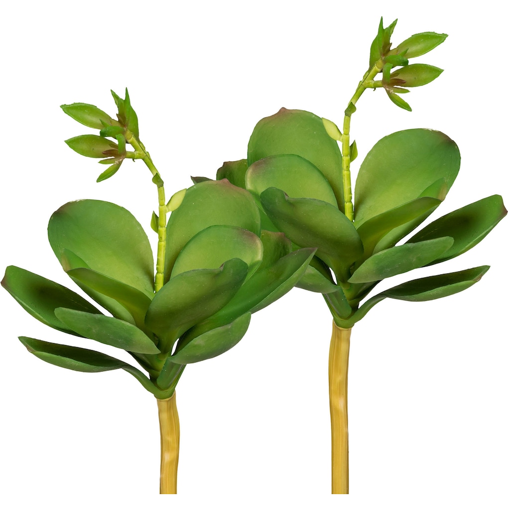 Creativ green Kunstpflanze »Echeveria mit Blüte«