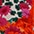 wollweiss-rot-smaragd-flieder-fuchsia-orange-gelb-rostorange-dunkelgrün