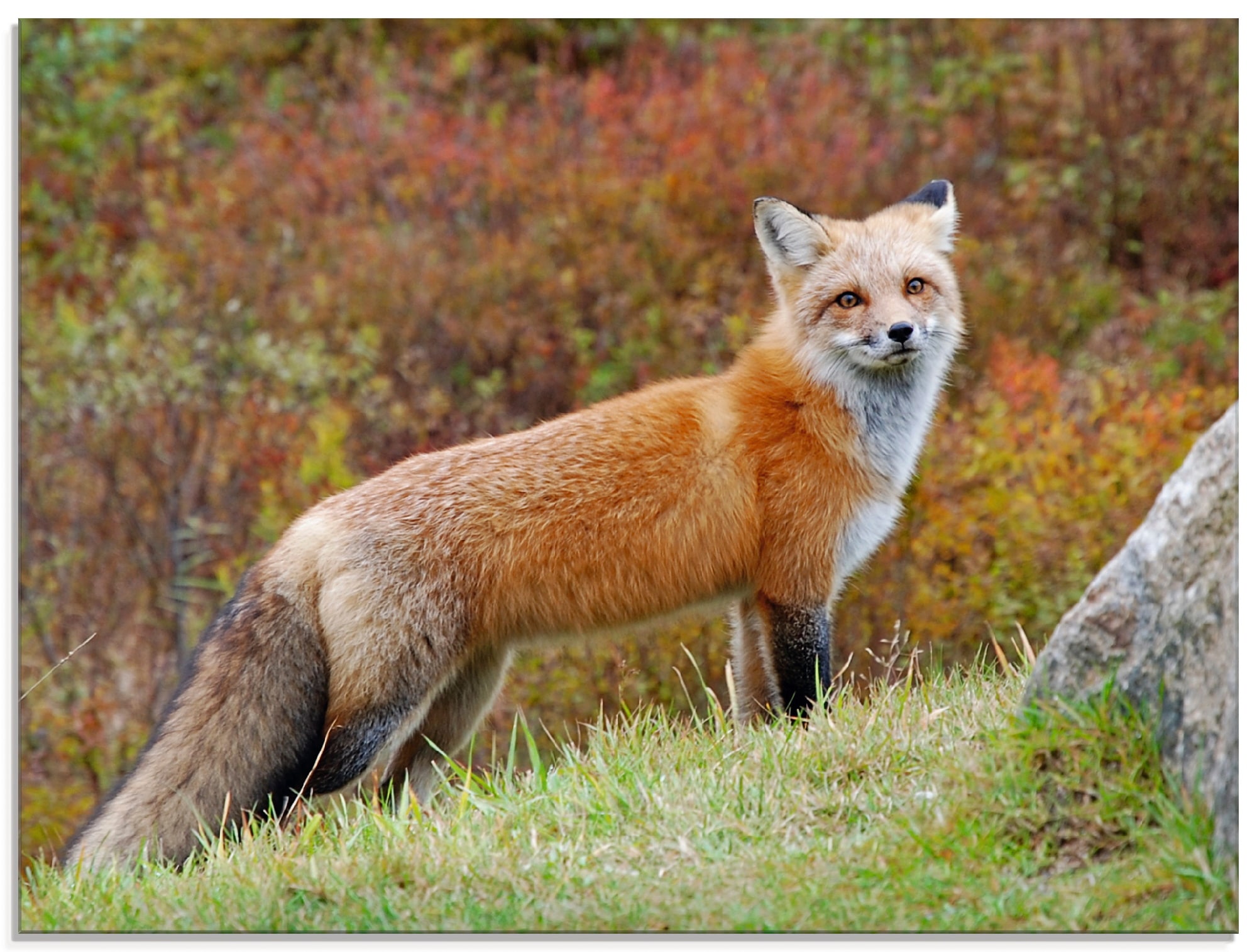 online St.), (1 | Wildtiere, Artland bestellen Grössen verschiedenen Jelmoli-Versand in Glasbild »Fuchs I«,