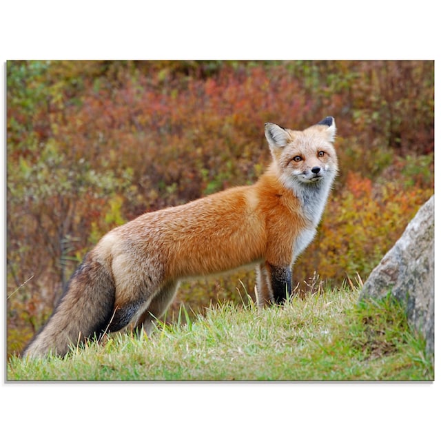 Artland Glasbild »Fuchs I«, Wildtiere, (1 St.), in verschiedenen Grössen  online bestellen | Jelmoli-Versand