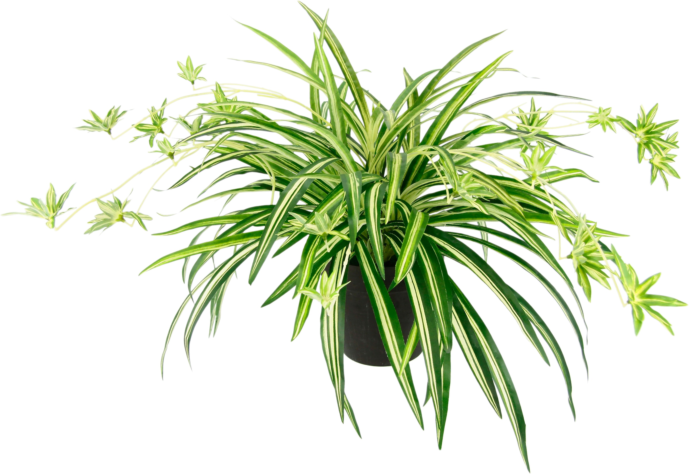 Botanic-Haus Künstliche Zimmerpflanze 10 online Jelmoli-Versand mit Stielen« bestellen »Efeu-Hängebusch 