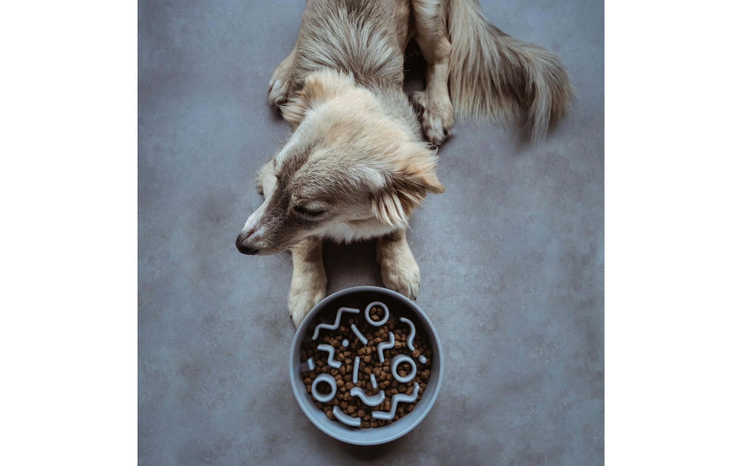 Futternapf »District 70 Bamboo Dog Slow Feeder«