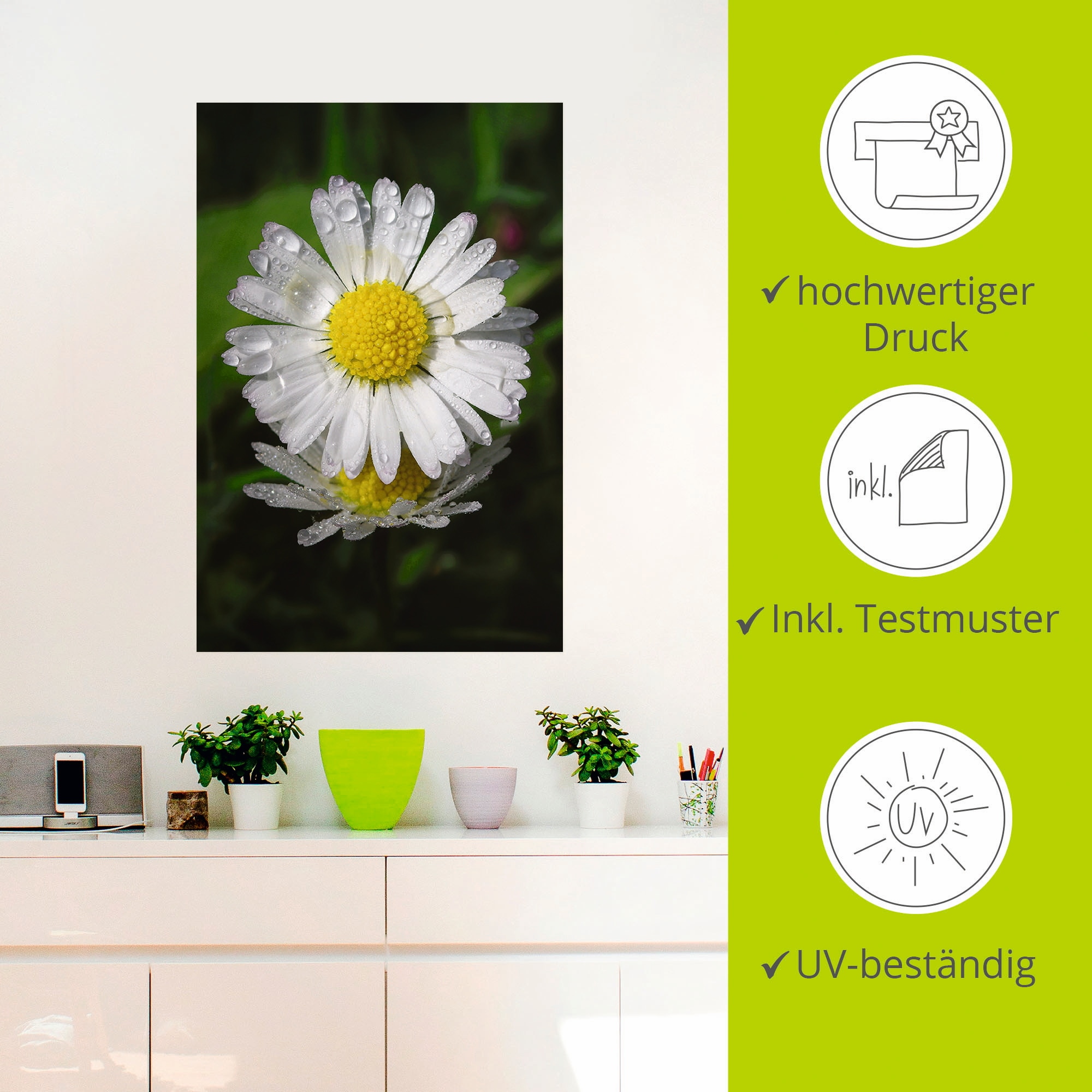 Artland Wandfolie »Gänseblümchen mit Tropfen«, Blumen, (1 St.), selbstklebend