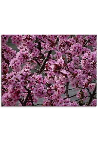 Glasbild »Japanische Zierkirschen Blüte«, Bäume, (1 St.)