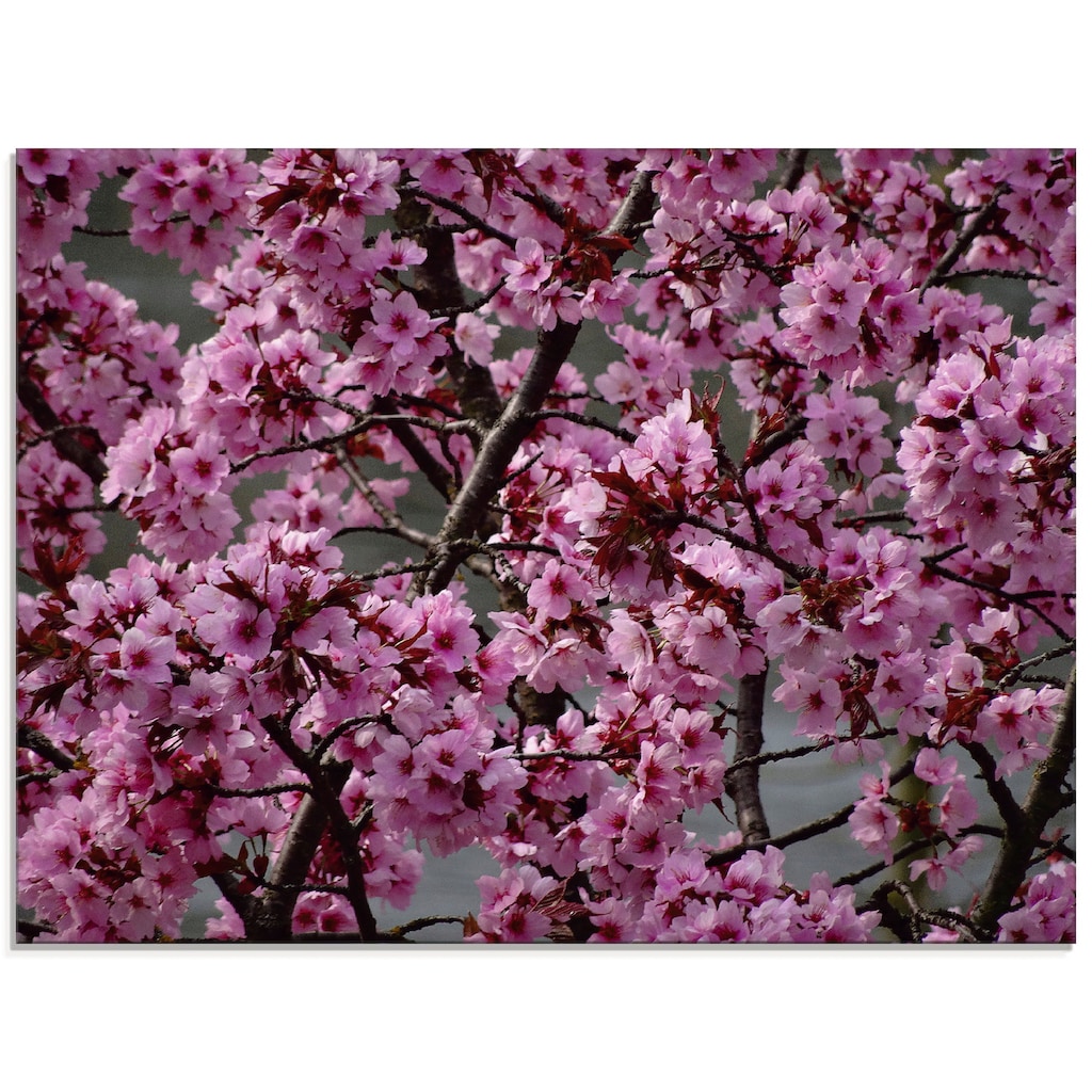 Artland Glasbild »Japanische Zierkirschen Blüte«, Bäume, (1 St.), in verschiedenen Grössen