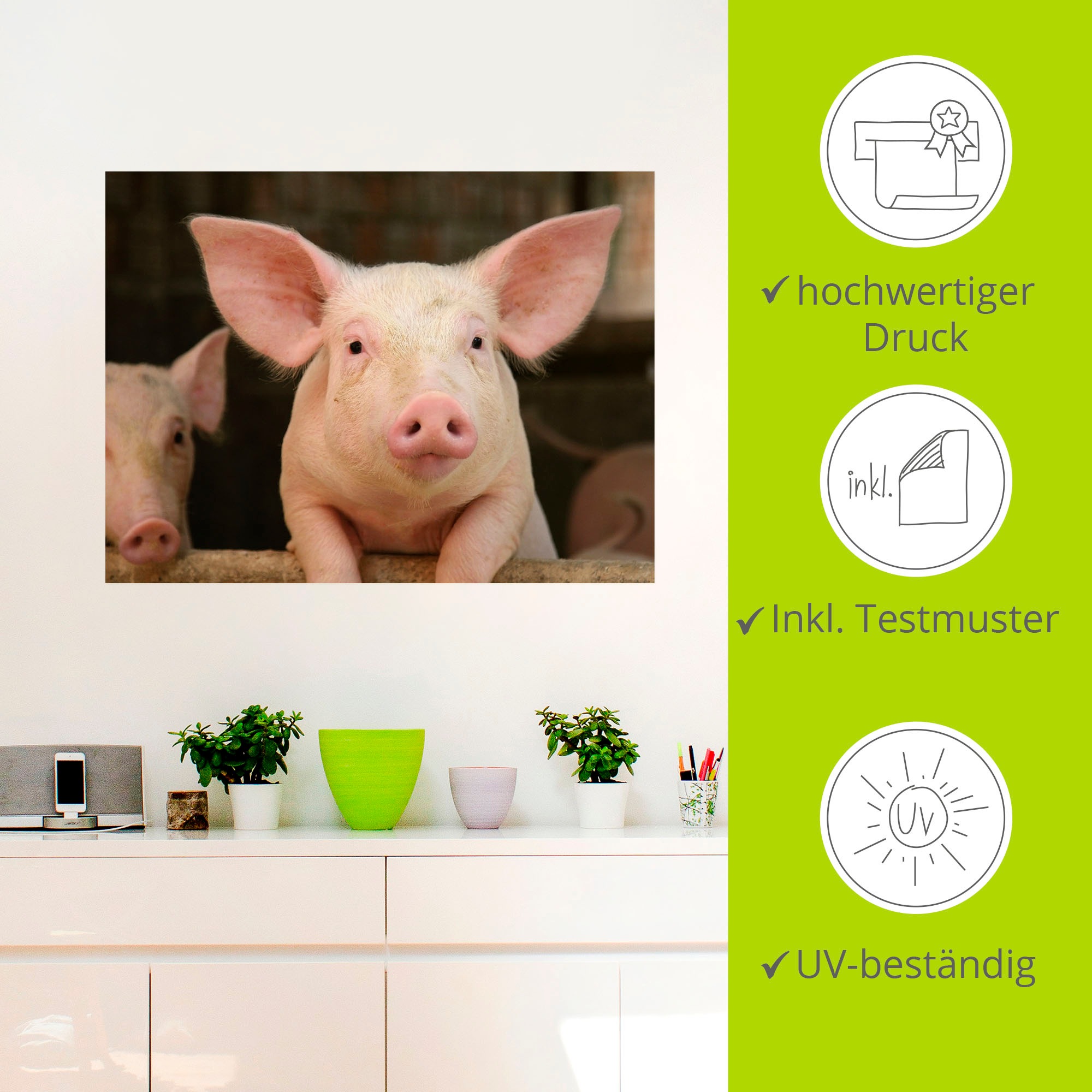 Artland Wandbild »Vorwitziges Schwein«, Haustiere, (1 St.), als Leinwandbild, Wandaufkleber in verschied. Grössen