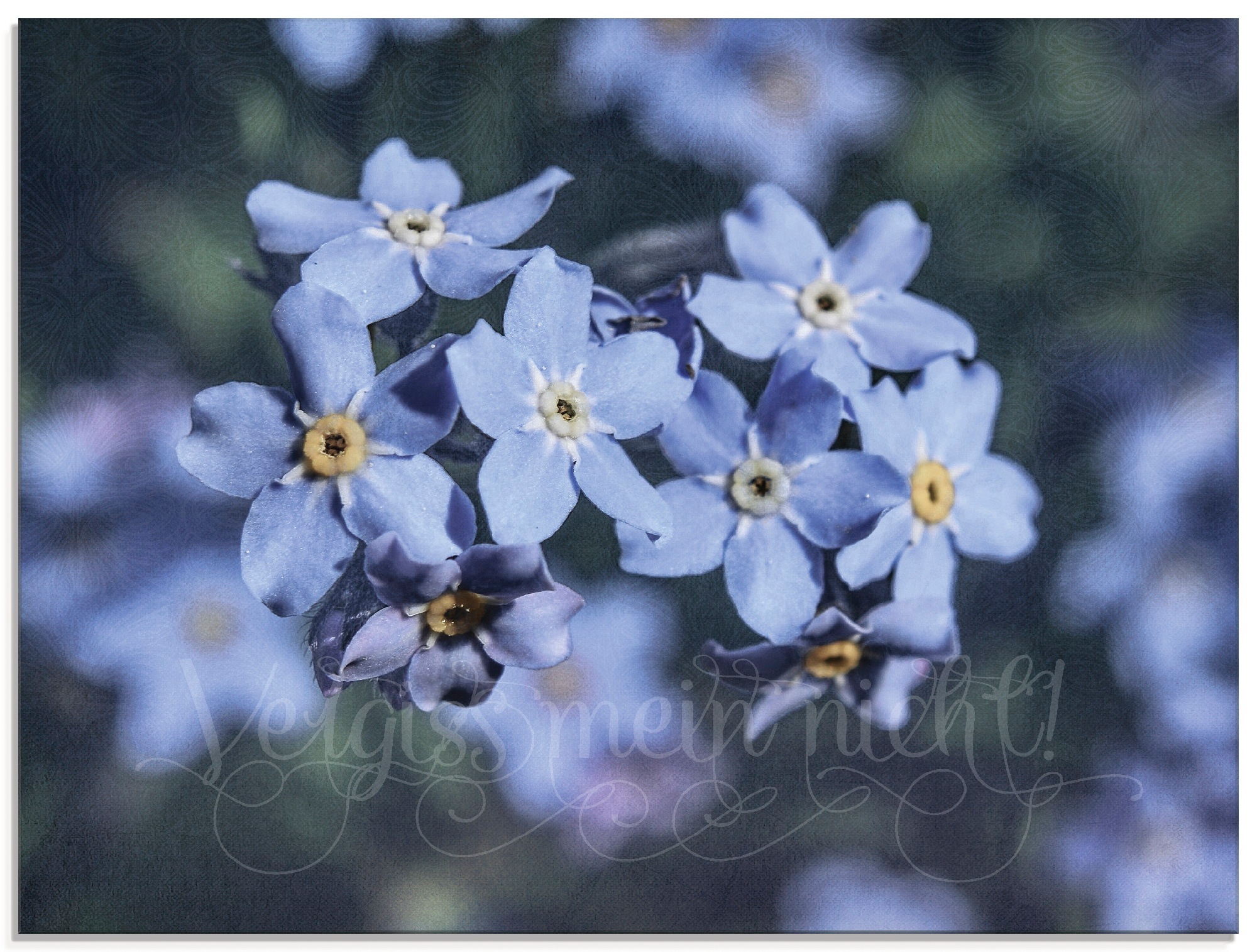 Artland Glasbild »Vergiss mein nicht I«, Blumen, (1 St.), in verschiedenen  Grössen online kaufen | Jelmoli-Versand