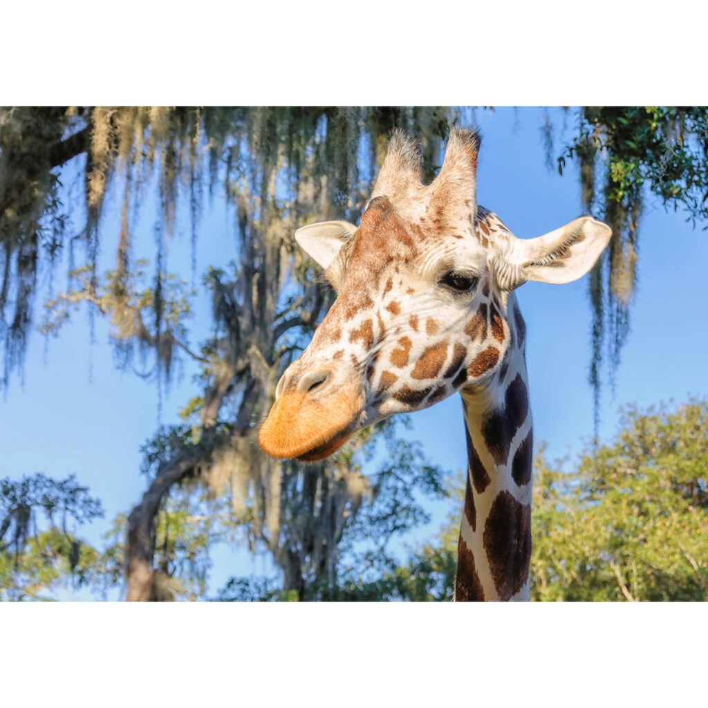 Papermoon Fototapete »Giraffe«